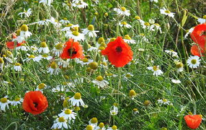 Martainville-Epreville