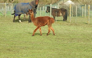 Criquebeuf-sur-Seine