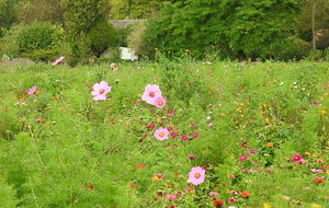 Le Petit-Andelys
