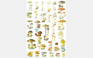 sortie champignons