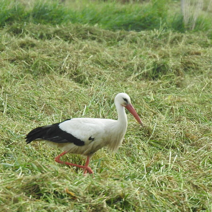 flânerie du mardi - Saint Pierre de Maneville